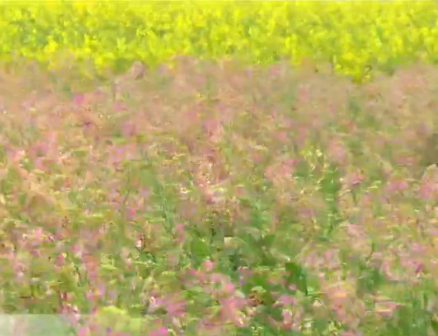 “七彩油菜花”扮靓荆楚大地