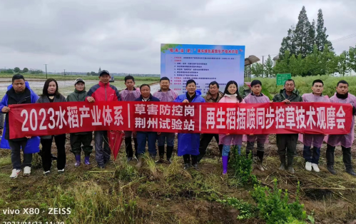 “稻+再+肥（油菜）”周年绿色高效生产技术示范观摩活动在公安县成...