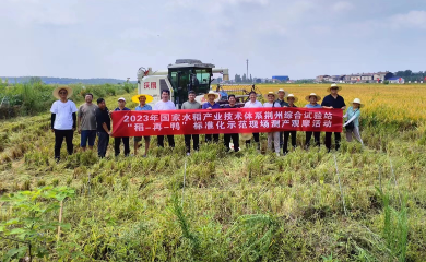 我院开展“稻-再-鸭”生态协同种养核心示范片测产观摩活动